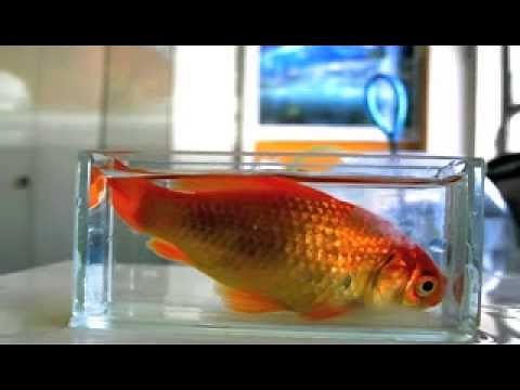 La respiration du Poisson