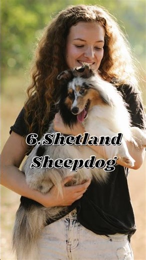 Top 10 Smartest Dog Breeds in the World 🧠🐶