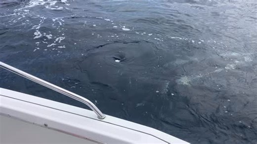 We are in our peak season for great whale watching right now!!! We are averaging 10 to 30 whales per trip! This is a “mugging “ one of the best behaviors we see and it has been frequent recently! We invite you to come on out and see for yourself why this is one of the premier whale watching locations in California. Link in bio. #avilabeachwhalewatching #whalewatching #pismobeach #avilabeach #sanluisobispo #avilabeachca #familyfriendlytravel #slolife | Avila Beach Whale Watching