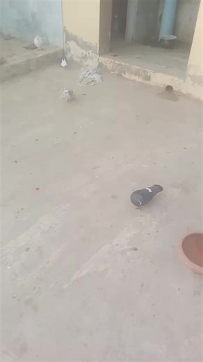 Abdul satar (@abdulsatar4721)’s videos with original sound - fahadgaming