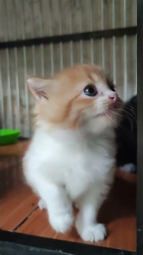 Hey Hey Hamtaro.🥰🥰