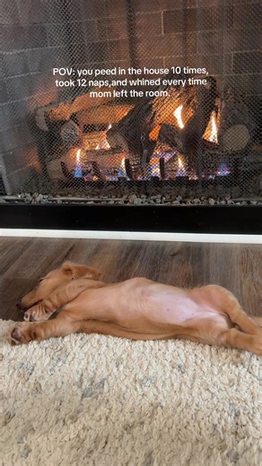 The Adorable Life of Mini Dachshunds: Puppy Naps and Playfulness