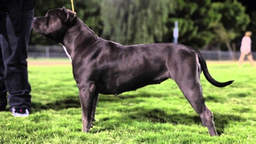 The most beautiful XXL pit bull