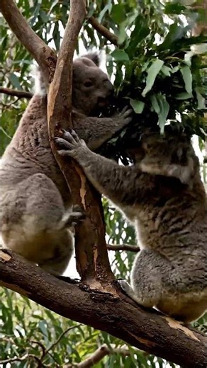 Koala fighting for food biting and #animalhunting#wildlifeshorts#AfricanWildlife#predator#nature