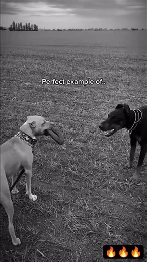 Talk Less, Show More Powerful Motivation 🔥