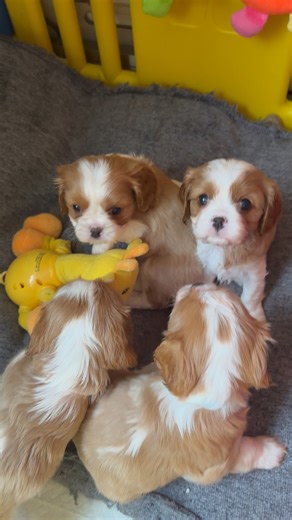 Part 2 - Daily life of Cavalier King Charles spaniel puppies. Some are sleeping, some are playing and some are bitey 🤭 #cavalierkingcharlesspaniel #cavalierkingcharles #puppies #cavaliers | Toffee And Razcals