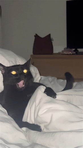 Happy National Black Cat Day! This is Syrup! She is the most hangry cat in the morning. She doesn’t play about her food and she’s 13 years old! #Nationalblackcatday #Halloweencat #blackcats | Giuseppe MaineCoon