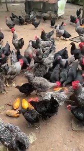 . Free-Range System: ⬛In the free-range system, indigenous chickens have the freedom to roam and forage outdoors during the day. ⬛Their movements are not restricted, they can be roaming even in neighbors’ fields. ⬛ Chickens are not confined to specific enclosures, allowing them to express natural behaviors such as scratching, dust bathing, and foraging for insects and plants. ⬛ Basic shelters or huts may be provided for protection against adverse weather conditions during the night. Advantages: 