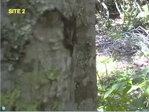 Lichens as Bioindicators of Air Quality (IB ESS)