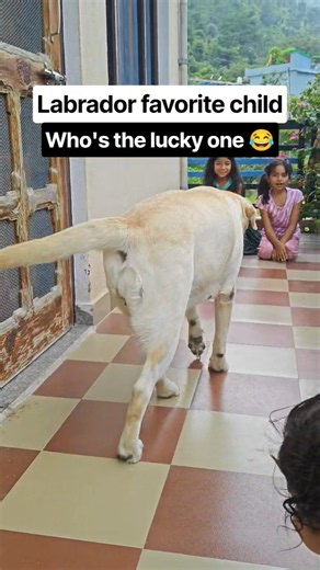 Labrador’s Favorite Child Is Finally Revealed! 🥹