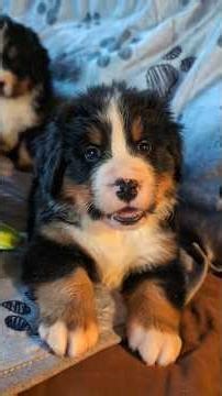 Bernese Mountain Dog Puppies Playing – 5 Weeks Old (Topaz & Garnet)