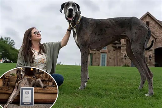 Zeus, world’s tallest dog, dead at 3 after cancer battle: ‘He brought us so much joy’
