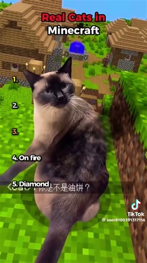 Real cat in minecraft #funny #catmemes #cat #minecraft