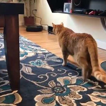 Scared Cat Walks Backwards to Escape Robotic Vacuum - 1032962