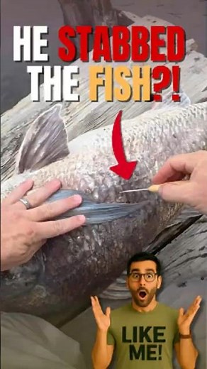 He Stabbed the Fish... To Save It Genius Fix for Swim Bladder Shock!