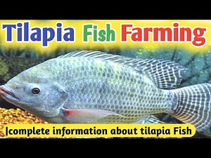 Complete information about tilapia fish farming | Tilapia can be reared even in a small pond | Fish