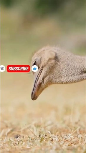 Why Does the Ostrich Run So Fast? | Incredible Speed Facts#Ostrich #FastestBird #WildlifeFacts