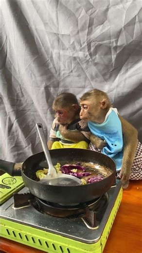Brain and Icy Very Hungry Waiting for Mom! #cute #monkey