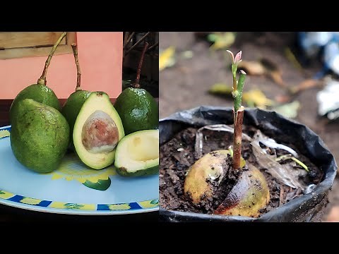 Step-by-Step Grafting Avocado Trees | How to Grow Better, Faster-Producing Avocados