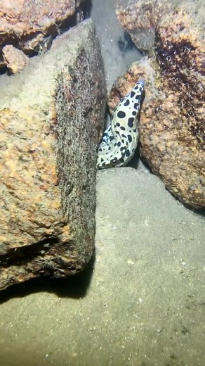 Deep Sea Diving Adventures: Catching Fresh Seafood