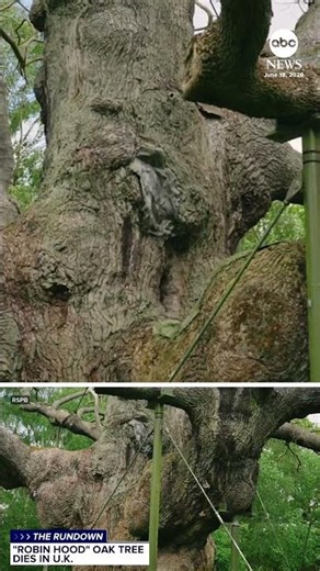 Thousand-year-old ancient oak tree linked to 'Robin Hood' legend has died, experts say