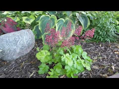 Coral Bells / Heuchera 'Berry Timeless'