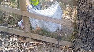 LUNCHTIME DRAGON RESCUE While on shift yesterday, Emergency Response Operator Nicki received a report about an eastern water dragon stuck in a fence in Abbotsford, very close to the WV office. Nicki is an experienced rescue volunteer in her spare time and decided that solving this case was the best use of her lunch break time. Here’s a little video of Nicki giving the dragon a helping hand to freedom! FUN FACT: When eastern water dragons are startled, they will dive into the water where they can