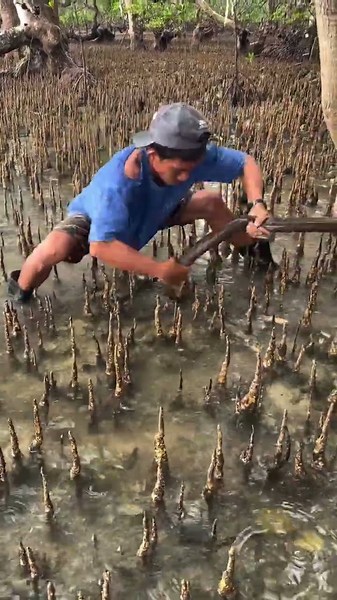 Barehanded Catch! Giant Eel Hunted in the Mangrove Roots 🐍