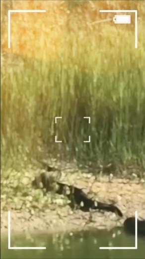 Snake vs Crocodile – The Most Insane Battle Ever Caught! 🐍🐊