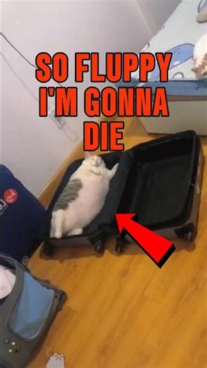 TOP 5 CHUBBY CATS YOU WON'T BELEIVE EXIST#FactOrGlitch #ChubbyCats #FunnyPets