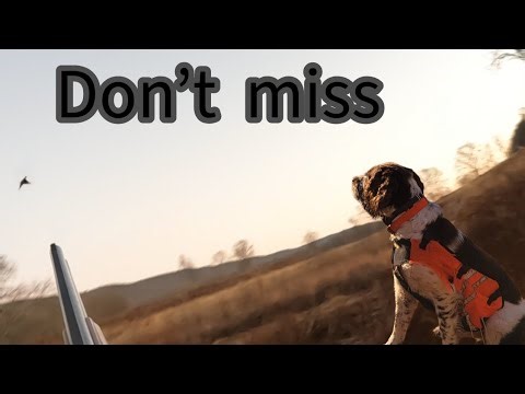 Late season pa pheasant hunt public land