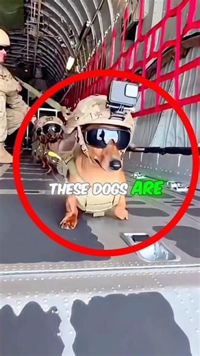 These dachshunds are impossibly cute #dachshund #puppies #cute