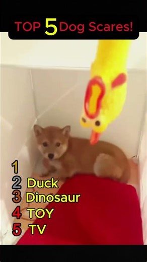 Top 5 Funniest Dog Scares 😱🐶 | You Won’t Believe #2 😂 #shorts