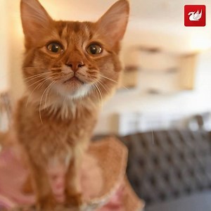 Take a sneak peek inside Liverpool's first Cat Cafe - not long now until it opens! 🐱🐱🐱 | Liverpool Echo News