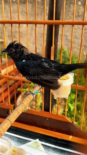 #Coleiro #Tiziu #PapaCapim #Fyp