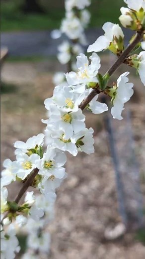 Nanking Cherries