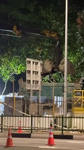 8视界新闻新加坡 8world News on Reels