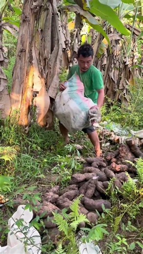 Huge Yam Harvest! Carrying the Heavy Load 🍠 #Shorts