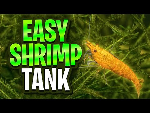 Easy Planted Shrimp Tank Setup - Perfect For Cherry Shrimp And Other Neocaridina!