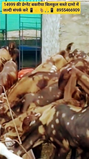 14999 📱की प्रेग्नेंट बकरीया बिलकुल सस्ते दामो में #farming #cow #dairyfarm #goat #agriculture #feed