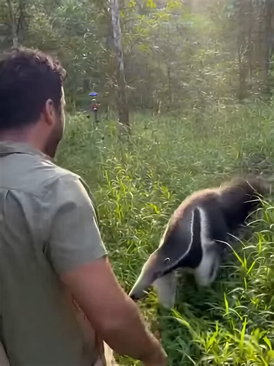 Anteater Facts and Features