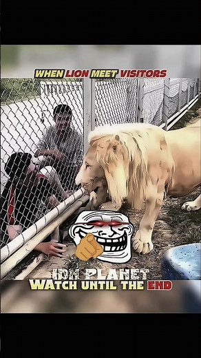 Hippos vs Lion : Shocking Differences When They Meet Humans#wildlife #shorts