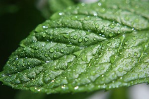 Au microscope : plongée au cœur d’une feuille de menthe