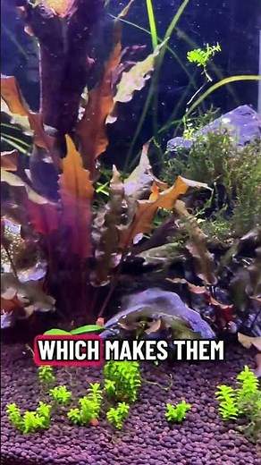 Cryptocoryne Care Guide | Easy Beginner Aquarium Plant