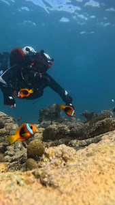 Relaxing decompression after a dive at million dollar point in Vanuatu with @pacific_dive This was my first trip away travelling with the @halcyondivesystems Symbios rebreather. Its light weight and compact size makes it ideal for international dive trips. Get in touch to try out this epic rebreather! | Daniel Fitzgerald