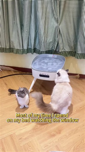 Save money while warming cats! HomerunPET Heater uses only 1kWh a day—no more worrying about heating bills～Save money while warming cats! HomerunPET Heater uses only 1kWh a day—no more worrying about heating bills～