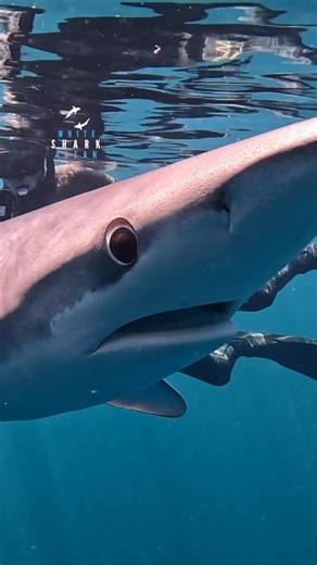 16K views · 628 reactions | Blue Shark Is The Star Of The Show | White Shark Ocean | Facebook