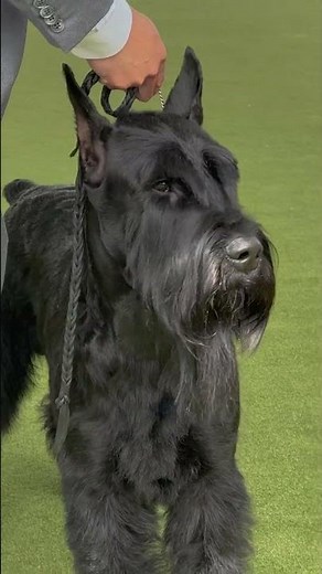 Giant Schnauzer: the largest of the Schnauzer breeds