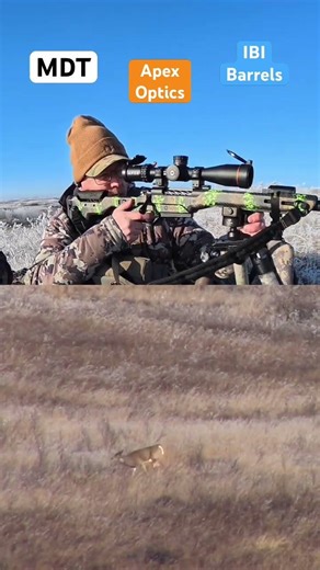 Alberta Whitetail 471 yards / 431 Meters #shorts