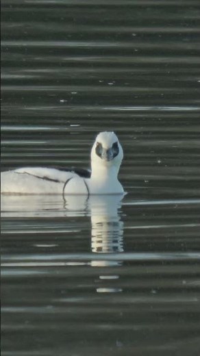 Diving Smew #ukwildlife #birds #nature